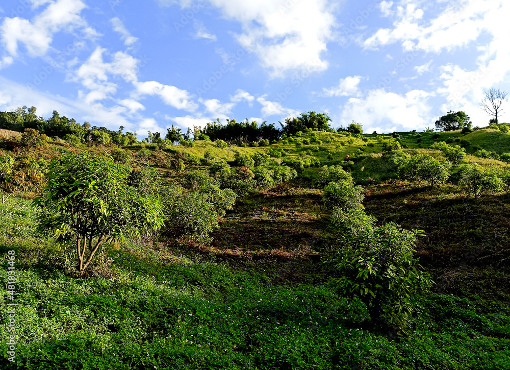 mango orchard on the mountain