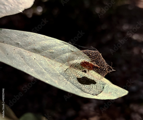 Pupa on a leaf in the forest