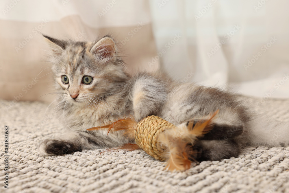 Cute fluffy kitten with toy at home