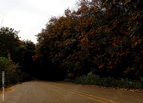 a road in the forest