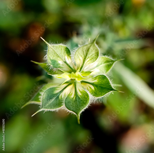 leaves of plants in the forest