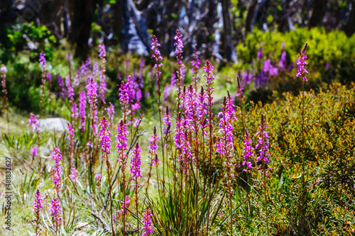 Mount Buller Flora in Summer in Australia