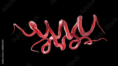Treponema pallidum is a spiral shaped bacteria, spirochaete bacterium and can cause skin diseases like syphilis and yaws. 3D illustration on black background photo