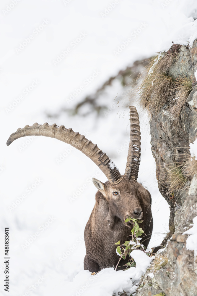 Hard winter for the king of the Alps, portrait of Alpine ibex in the snow (Capra ibex)