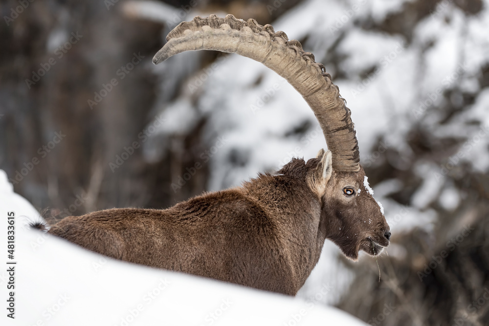 Old ibex male in the snow (Capra ibex)