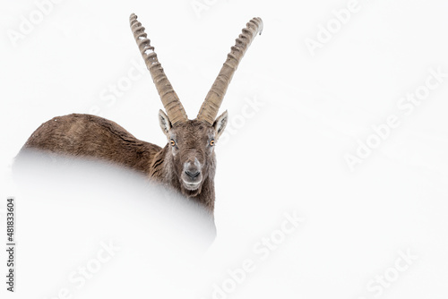 Winter in the Alps, fine art portrait of Ibex male (Capra ibex)