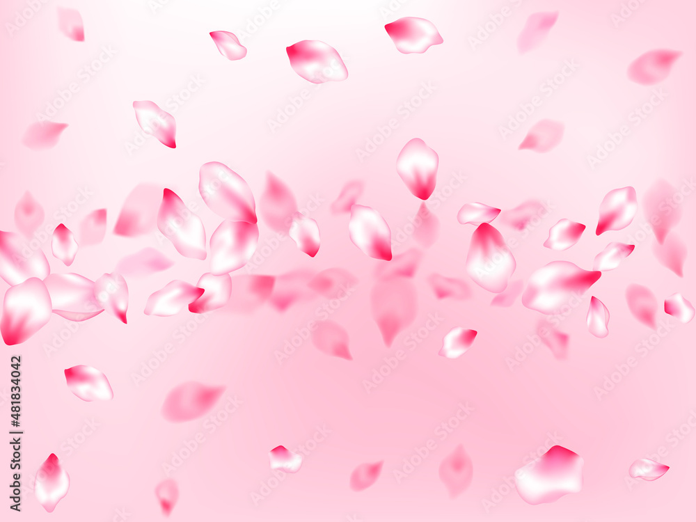 Pink cherry blossom petals isolated Pink cherry blossom petals isolated