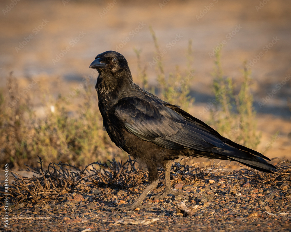 Australian Raven Australian Raven