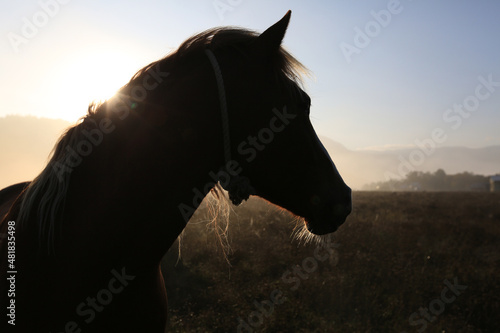 Horse head silhouette in the field at dawn