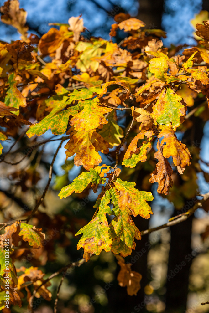 Vertical photo of Golden autumn leaves on a tree at sunny fall day. Bright yellow, green, brown, orange oak leaves on a branch. Vivid yellow oak leaves in scenic fall day. Vertical photo of Golden autumn leaves on a tree at sunny fall day. Bright yellow, green, brown, orange oak leaves on a branch. Vivid yellow oak leaves in scenic fall day.