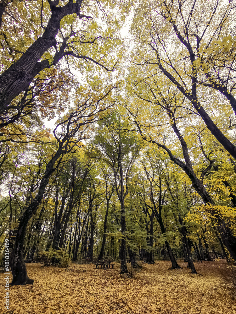 Obraz premium Forrest at fall