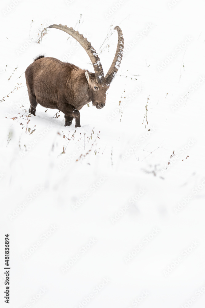 Ibex male looking for food in winter season (Capra ibex)