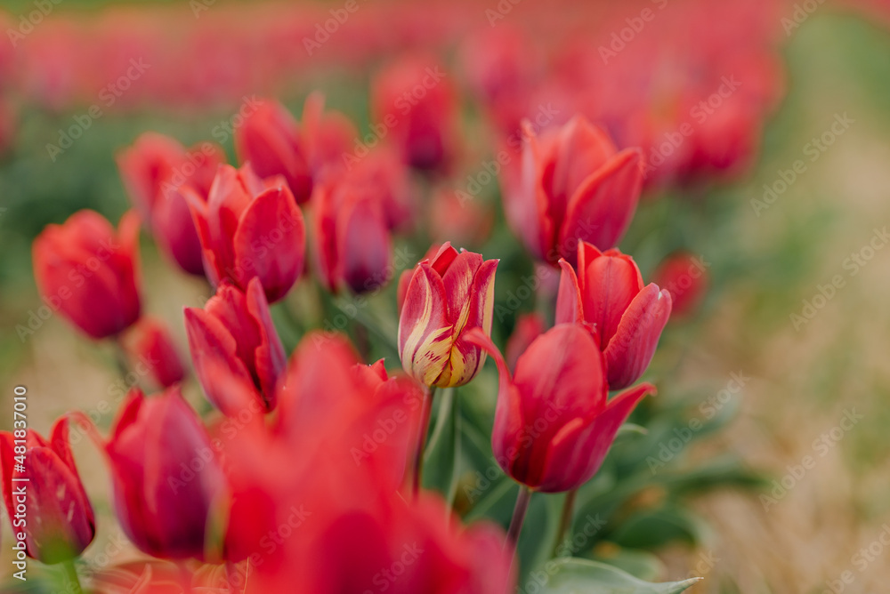 Beautiful Red Tulips Blooming on Field Agriculture. Tulip Infected with Flower Virus Beautiful Red Tulips Blooming on Field Agriculture. Tulip Infected with Flower Virus