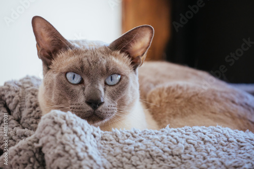 Tonkinese Cat in Australia photo