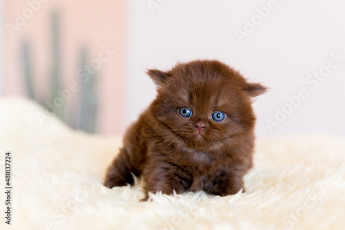 Lustige Katze in Farbe chocolate . Britisch - Kurzhaar, BKH-BSH Kätzchen.
