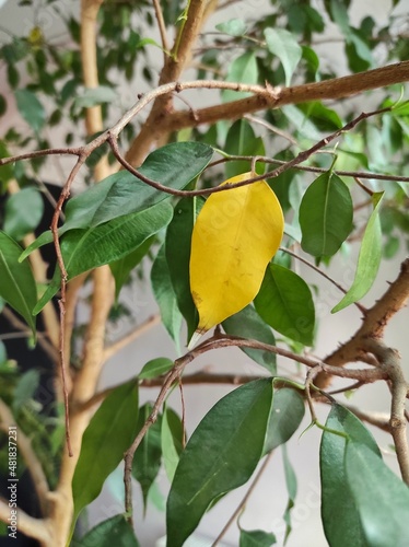 Wallpaper Mural yellow leaf among the greens on the tree, house plants Torontodigital.ca