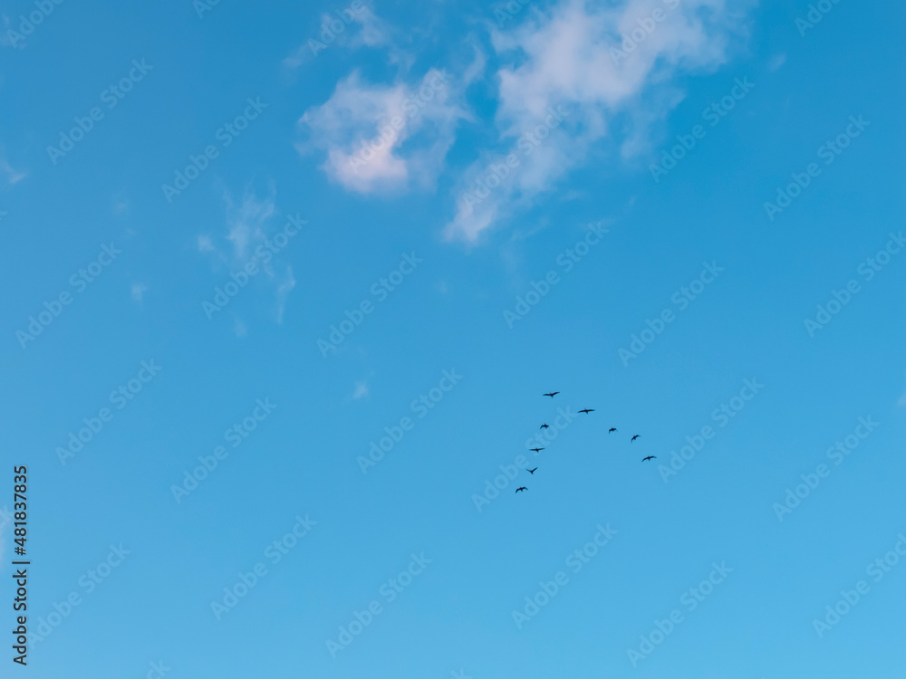 Fototapeta premium 琵琶湖上空をV字隊列で飛ぶ鳥