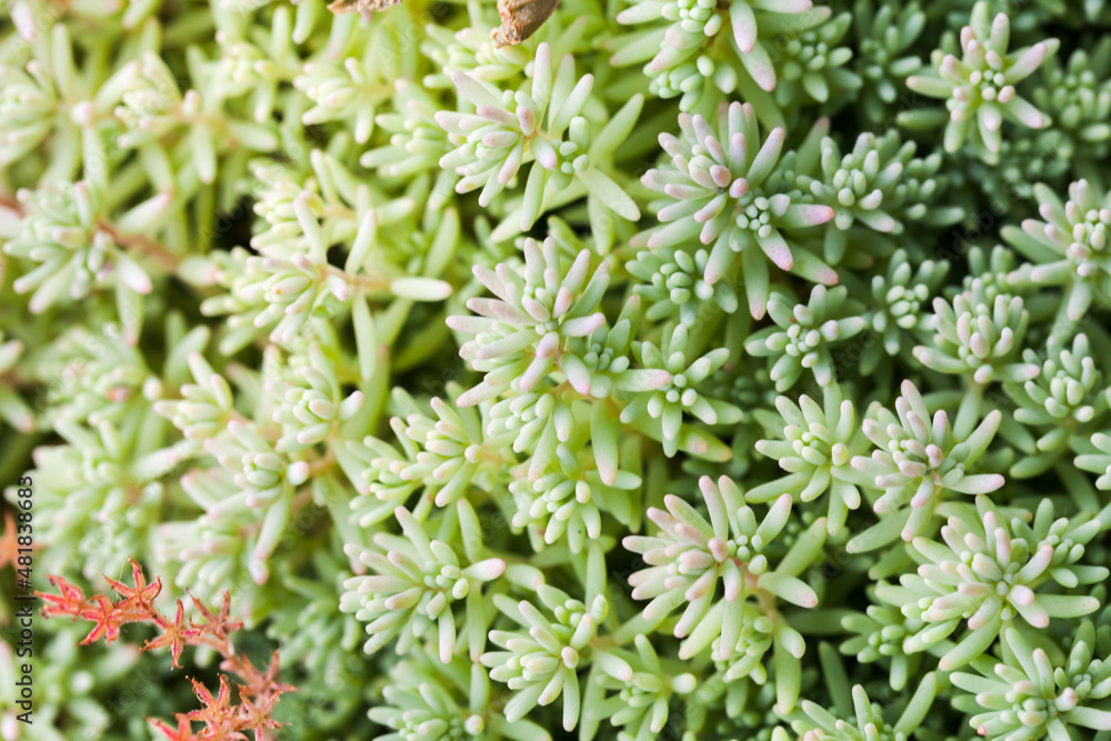 Macro photo of Spanish stonecrop Macro photo of Spanish stonecrop