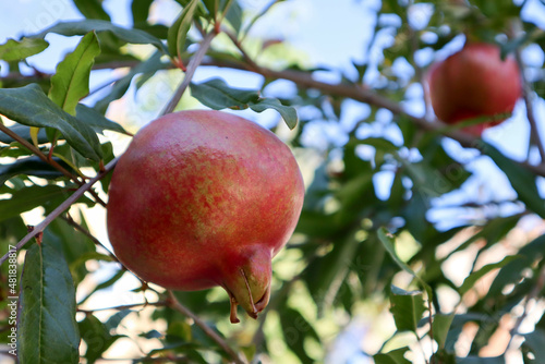 Wallpaper Mural ripe fresh red pomegranate on a tree close up, Turkey Torontodigital.ca