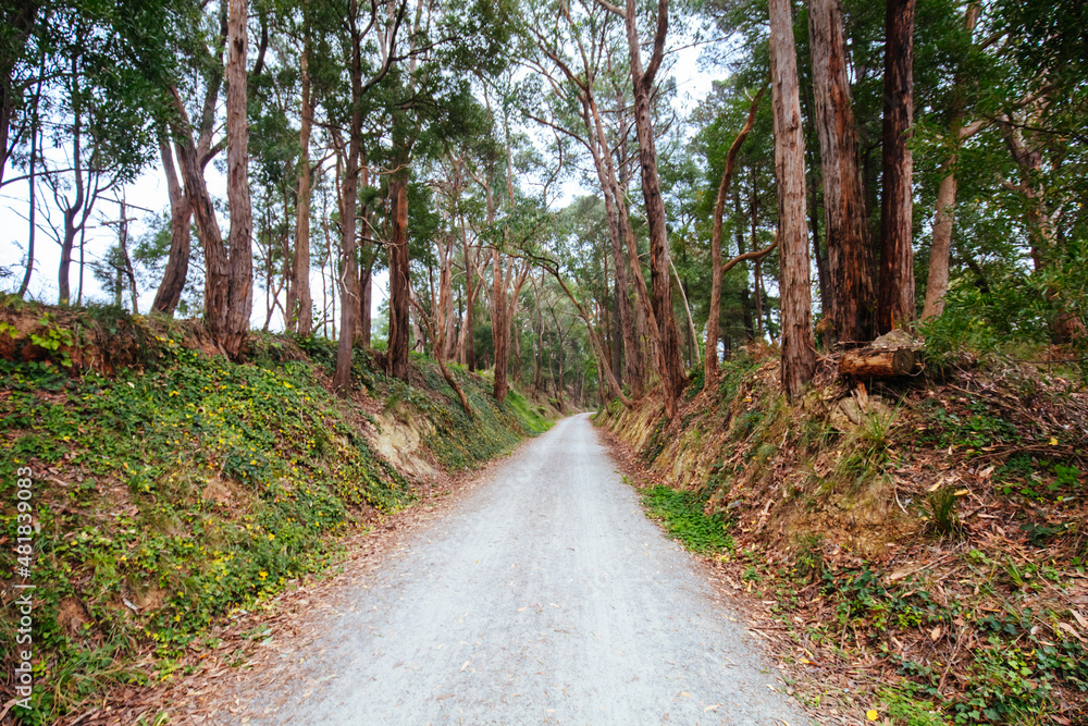 Fototapeta premium Lilydale to Warburton Rail Trail in Australia