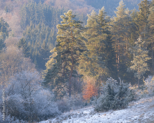 Pine tree in the valley Kiesental near Ulm, south germany in the winter morning with frost