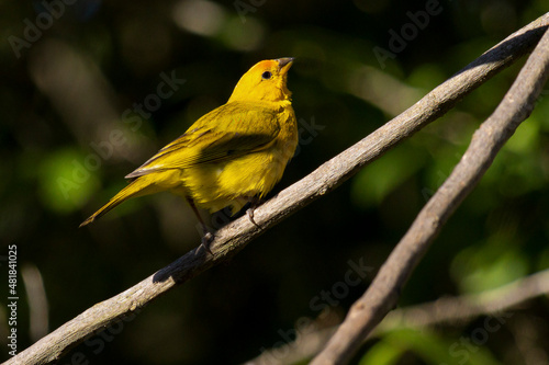 The yellow bird from the Brazilian Amazon. The Orange-fronted Yellow-Finch also knows the Canario-do-Amazonas. Species Sicalis columbiana. Birdwatcher.