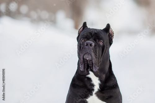 cane corso italian dog in winter