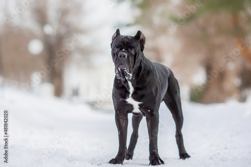 Fotografi cane corso italian dog in winter