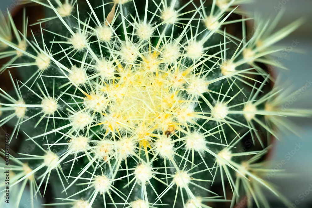 cactus,top view, copy space.Desert plant Mexico AfricaSouth America.green prickly plant cactus,top view, copy space.Desert plant Mexico AfricaSouth America.green prickly plant