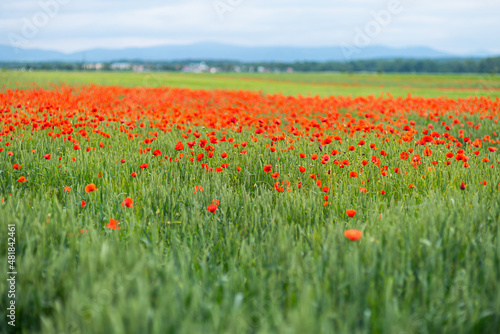 Beautiful blooming poppies in the meadow