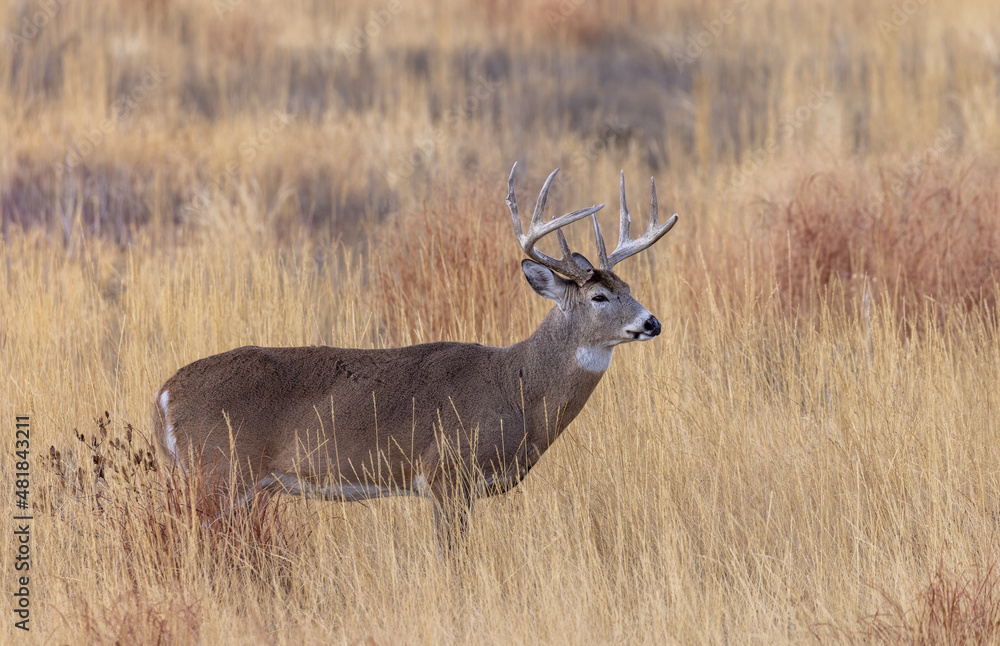 Buck Whitetail Deer During the Rut in Autumn in Colorado Buck Whitetail Deer During the Rut in Autumn in Colorado