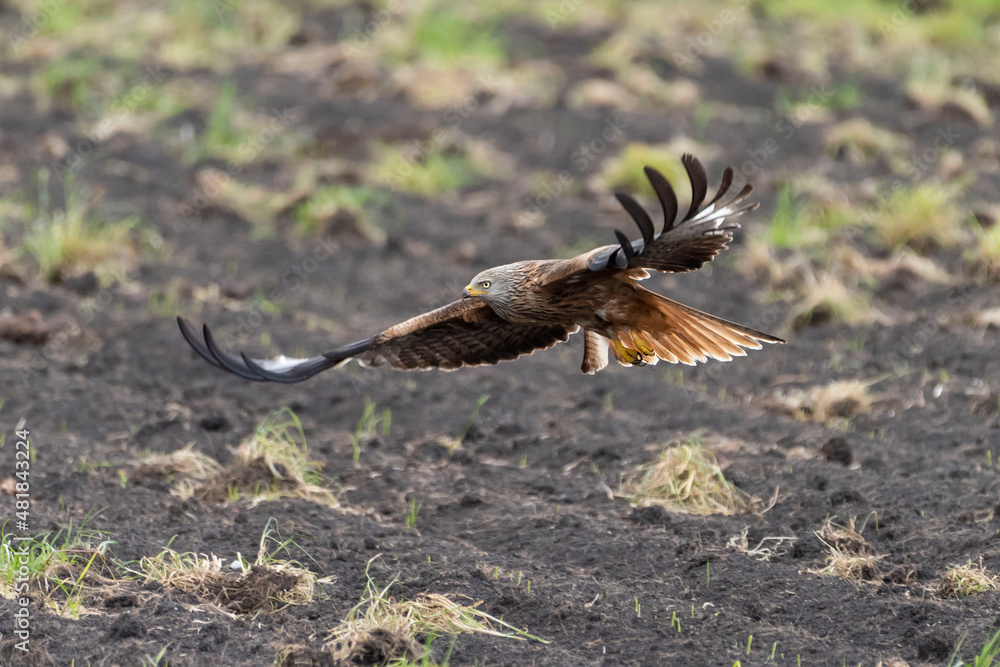 Obraz premium Landung Rotmilan
