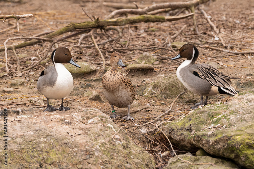 Fototapeta premium Spiessentenfamilie