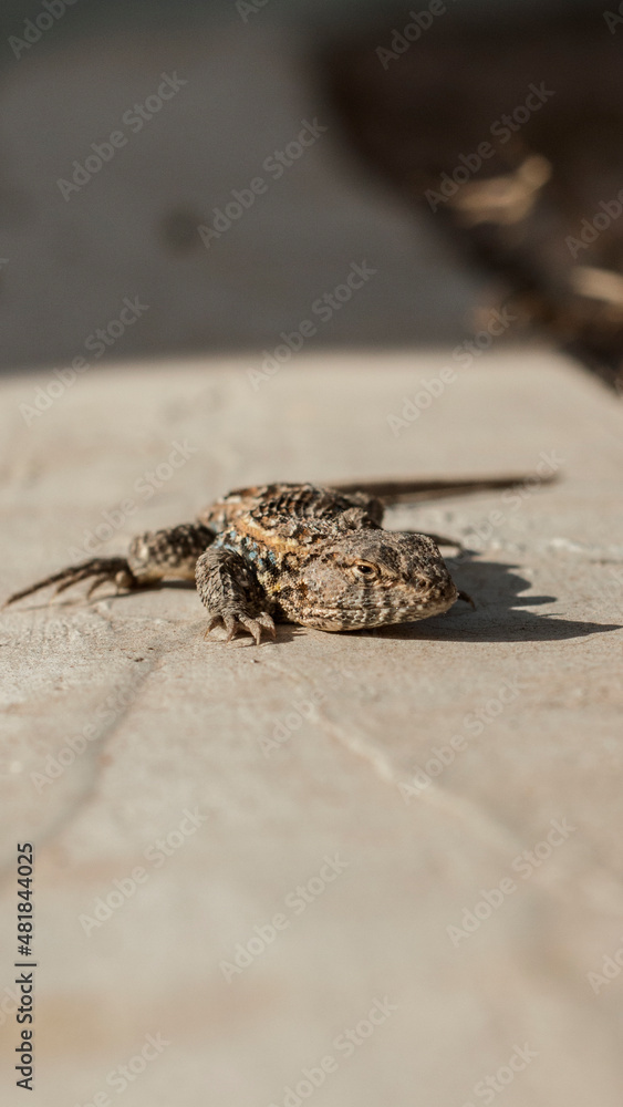 Obraz premium lagartija