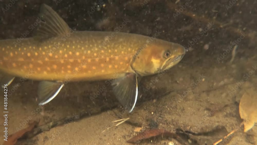 Eastern Hokkaido White spotted char