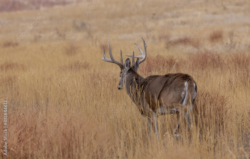 Buck Whitetail Deer During the Rut in Autumn in Colorado Buck Whitetail Deer During the Rut in Autumn in Colorado