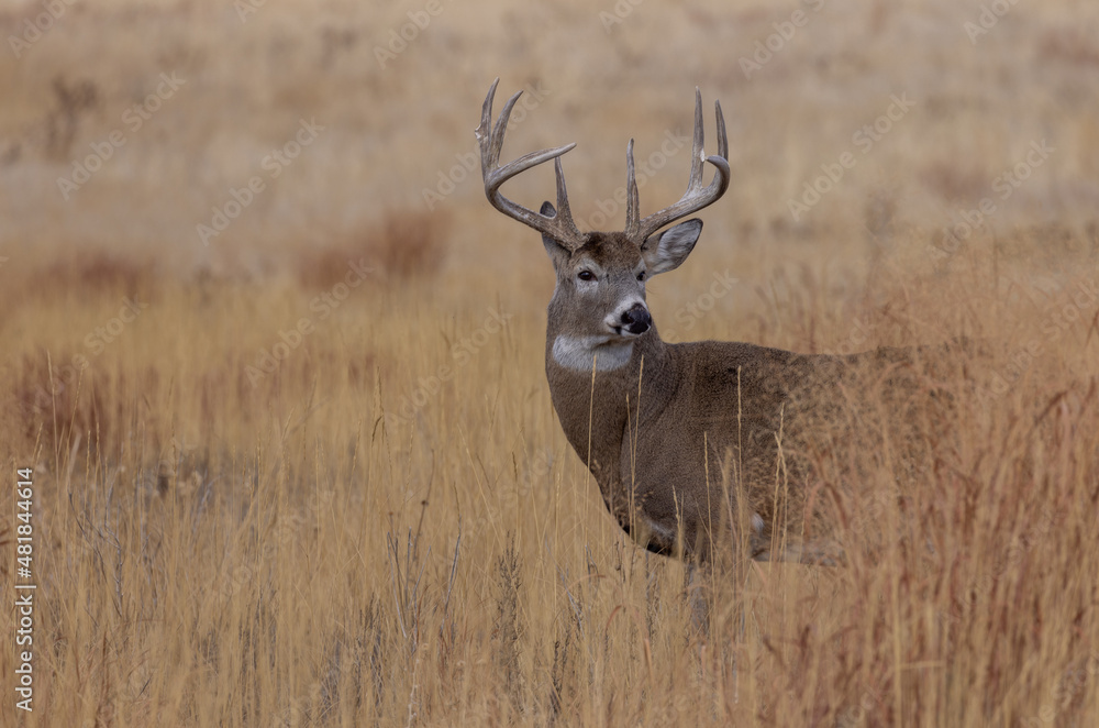 Buck Whitetail Deer During the Rut in Autumn in Colorado Buck Whitetail Deer During the Rut in Autumn in Colorado