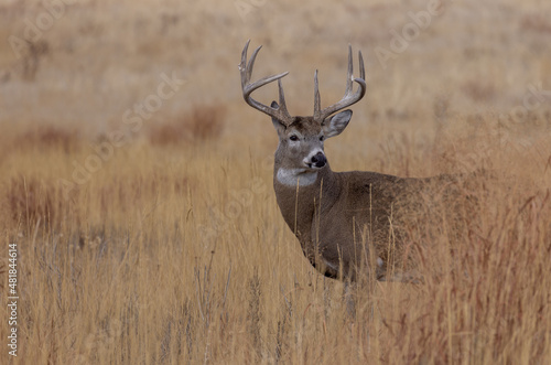 Buck Whitetail Deer During the Rut in Autumn in Colorado © natureguy