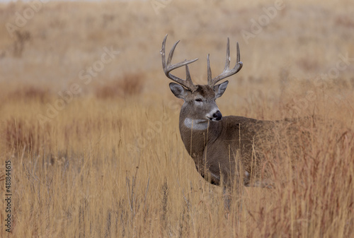 Buck Whitetail Deer During the Rut in Autumn in Colorado