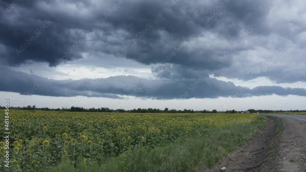 A field of sunflower, beautiful flowers and useful agricultural crops - for the food and technical industries. Beautiful scenic flowers against the backdrop of a stormy A field of sunflower, beautiful flowers and useful agricultural crops - for the food and technical industries. Beautiful scenic flowers against the backdrop of a stormy