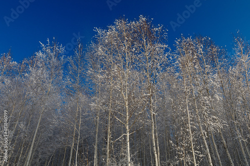 Birch forest with frost in the trees © dadoodas