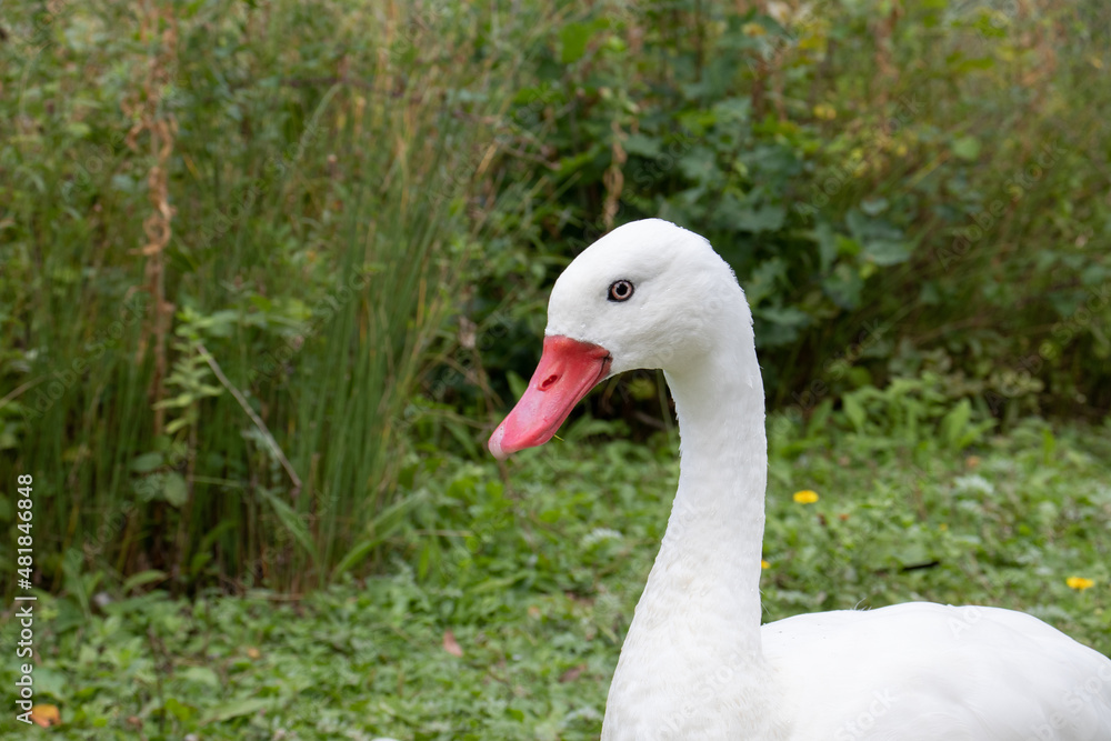 Geese walking in the park. Geese walking in the park.