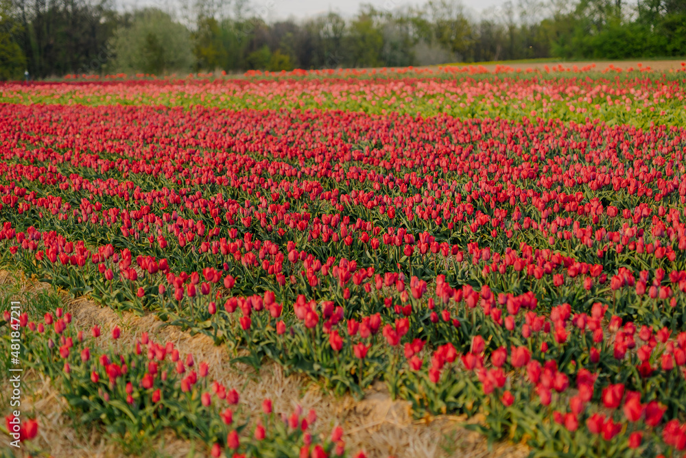 Beautiful Red Tulips Blooming on Field Agriculture