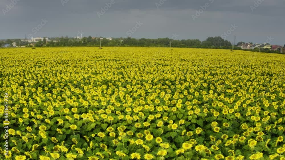 sunflower field shot by a copter, beautiful flowers a useful agricultural crop - for food and technical industries. Beautiful scenic flowers make the aerial landscape unique, Videos from drone copter
sunflower field shot by a copter, beautiful flowers a useful agricultural crop - for food and technical industries. Beautiful scenic flowers make the aerial landscape unique, Videos from drone copter