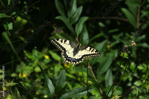 Old World swallowtail (Papilio machaon) perched on green plants with open wings