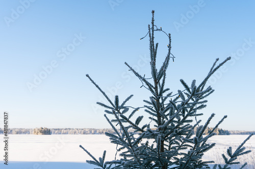 Fresh snow on a sunny winter day in Sweden 