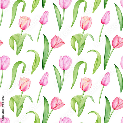 Watercolor hand drawn seamless floral pattern. Pink tulips  spring flowers on white background. 
