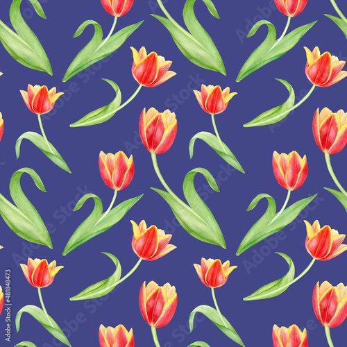 Watercolor spring flowers, seamless pattern with red tulips on blue background.
