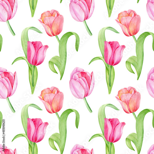 Watercolor hand drawn seamless floral pattern. Bright pink tulips on white background. 