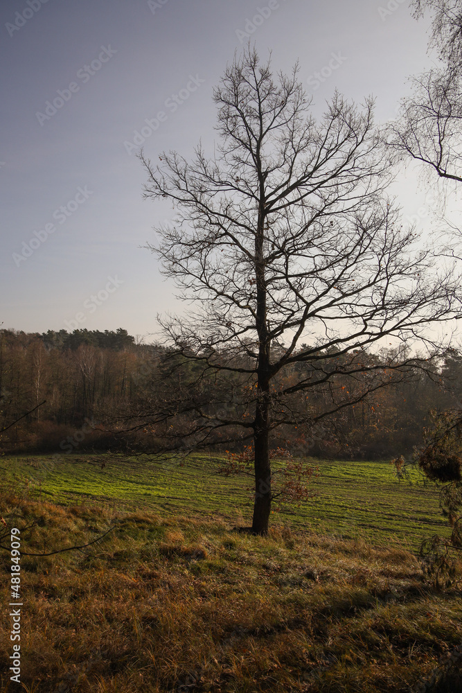 Obraz premium Tree without leaves